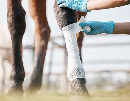 Bandagerad häst