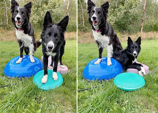 Stärk din hund med balansboll