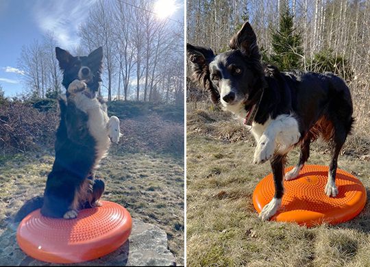 Stärk din hund med balansboll