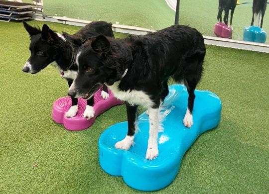 Stärk din hund med balansboll