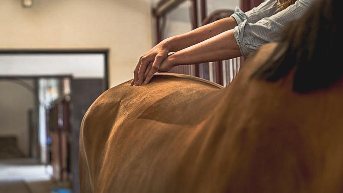 Liniment för häst | Trikem Masserar in liniment på häst