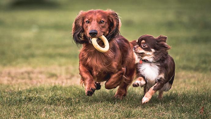 Vitaminer och mineraler för hund | Trikem Två hundar som busar