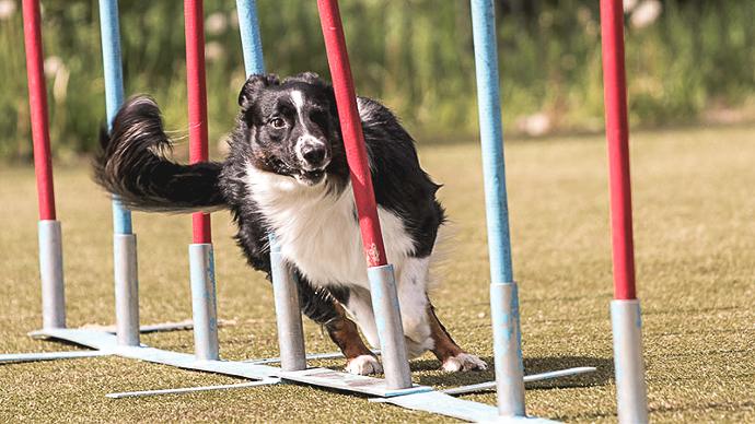 Border Collie på agilitybana