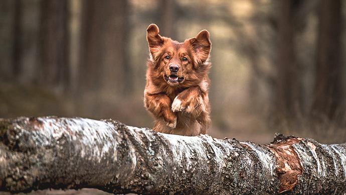 Fodertillskott för hundens temperament | Trikem Hund som hoppas över en stock i skogen