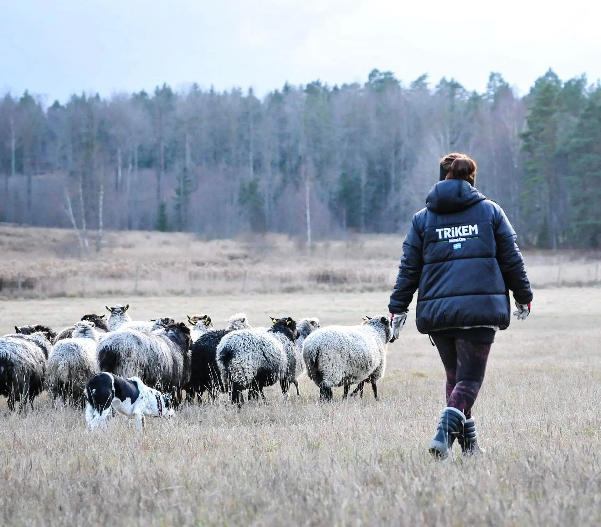 Hund som vallar får