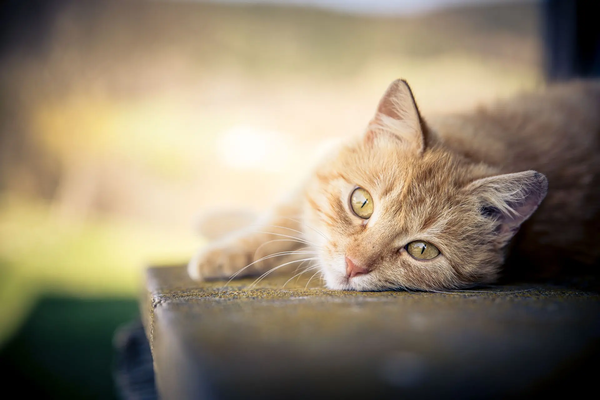 Pälsvård för katt