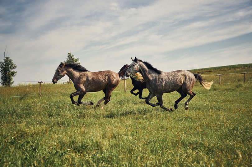 Springande hästar | Trikem