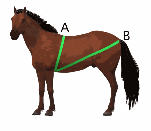 Väga en häst med måttband! | Trikem Academy 