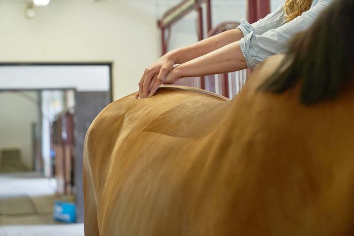 Hästmassage och liniment | Trikem Academy
