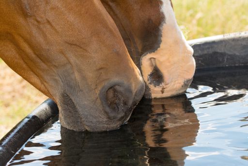 Hur mycket vatten ska en häst dricka? | Trikem Academy