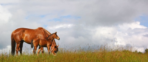 Vad är vitaminernas funktion för häst? | Trikem Academy