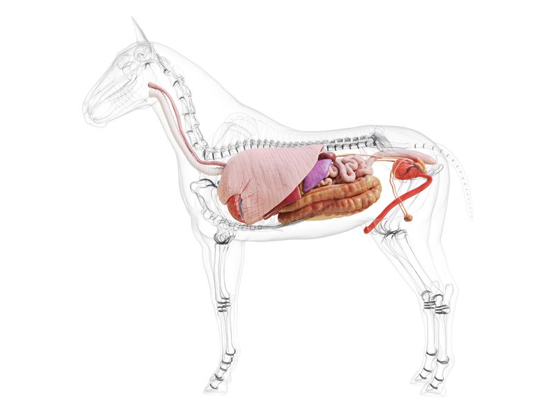 Probiotika och Prebiotika för hästens mage | Trikem Academy